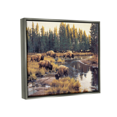 Au-893-Framed " Bison Grazing Along Stream " by Paco Young