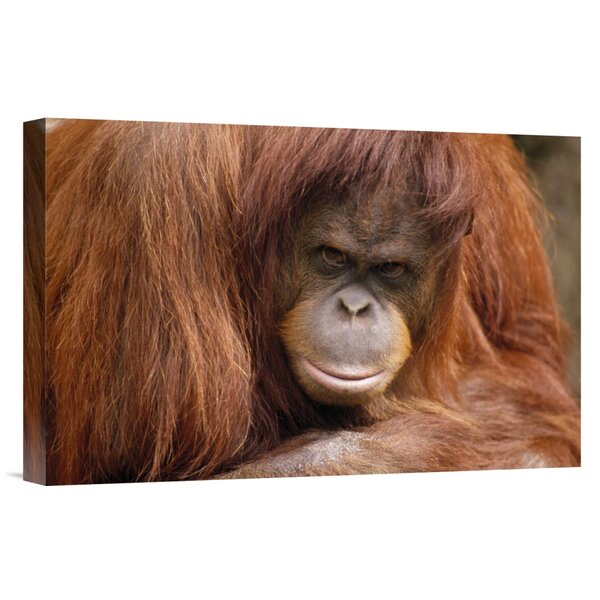 Bless international Orangutan Mother And Baby Borneo On Canvas by Mogens  Trolle Print