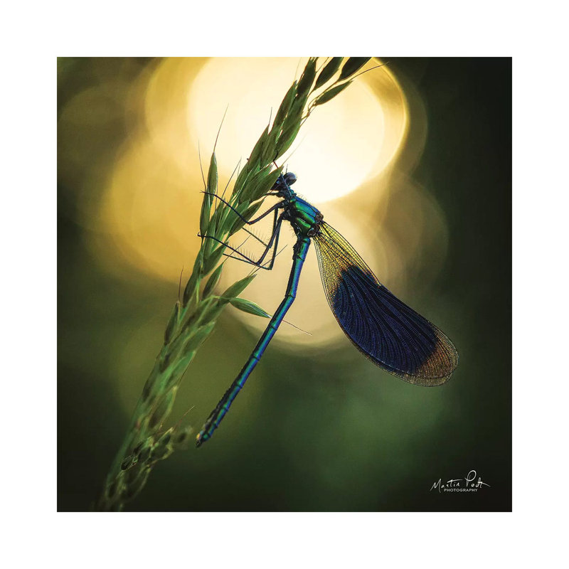 Damselfly In Backlight by Martin Podt - Wrapped Canvas Gallery-Wrapped Canvas Giclée, 30.48 cm H x 30.48 cm W