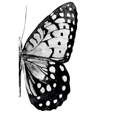 «Monicol Wings II» par Annie Warren, reproduction sur toile tendue