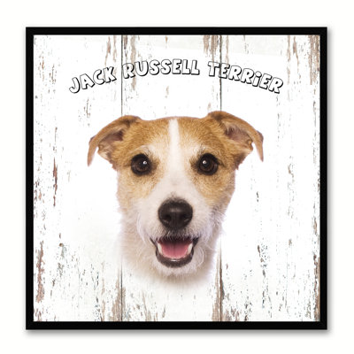 " Jack Russell Terrier Dog "
