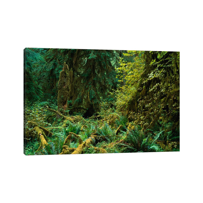 Lush Vegetation in the Hoh Rain Forest, Olympic National Park, Washington 1 Piece Wrapped Canvas Wall Art