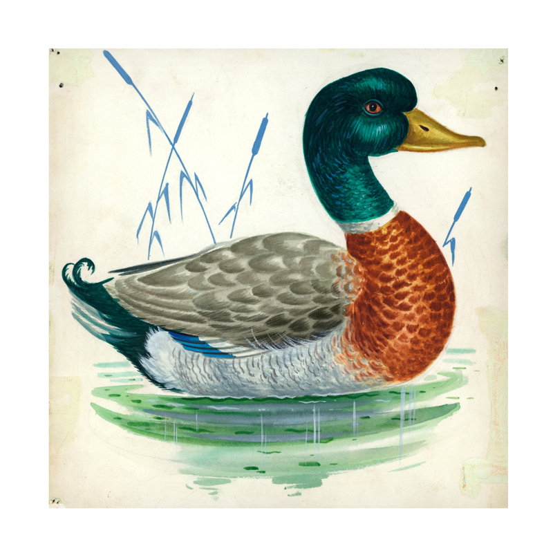 Illustration de l'artiste Inconnu, canard colvert ou canard sauvage, Anas Platyrhynchos, H 14 po x l 14 po