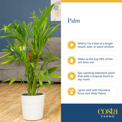 Cat Palm in Nursery Pot