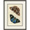 Lepidoptere II Print