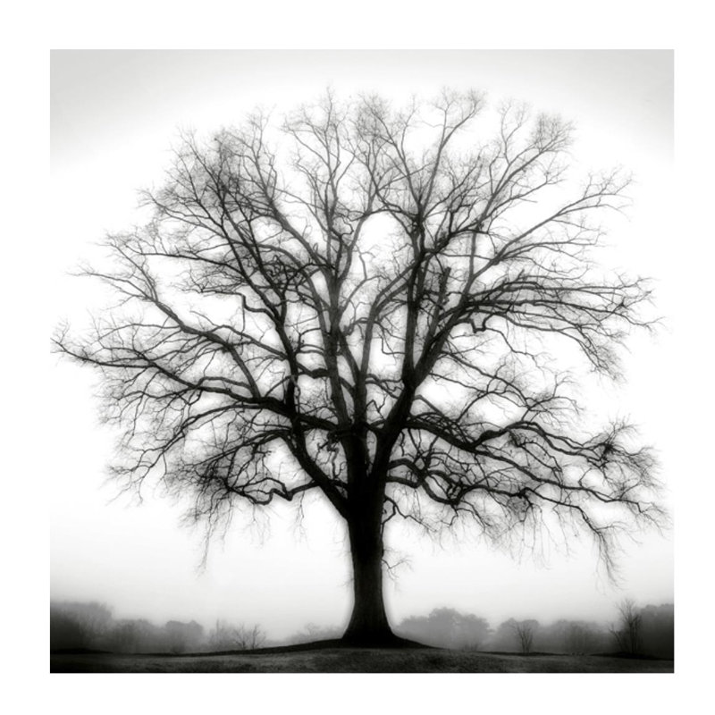«Fountain Oak» par Cook Jamie - impression, H 30 po x l 30 po x P 1,5 po, Mat