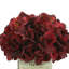 Spring Additions Burgundy Hydrangea in French Label Pot