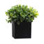 Outdoor Fittonia Square Black Pot