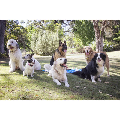 Sept chiens par Yellowsarah