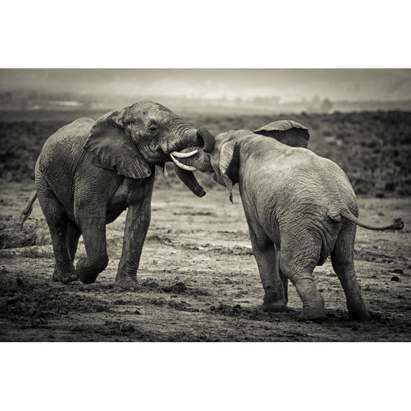 African Bull Elephants Fighting - No Frame Print on Canvas, 81cm H x 122cm W