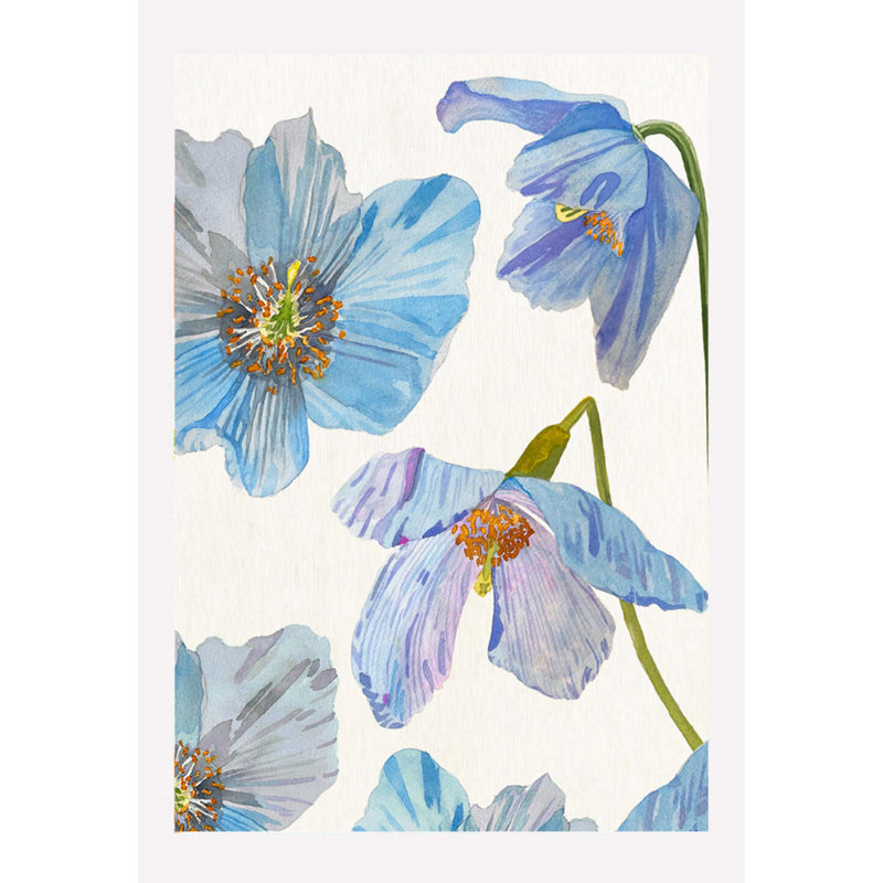 Himalayan Blue Poppies On Ecru Print by Jessica Hollander, 19" H x 13" W x 0.1" D