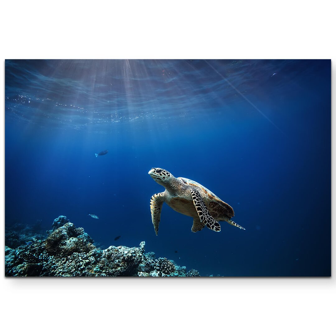 Leinwandbild Sea Turtle