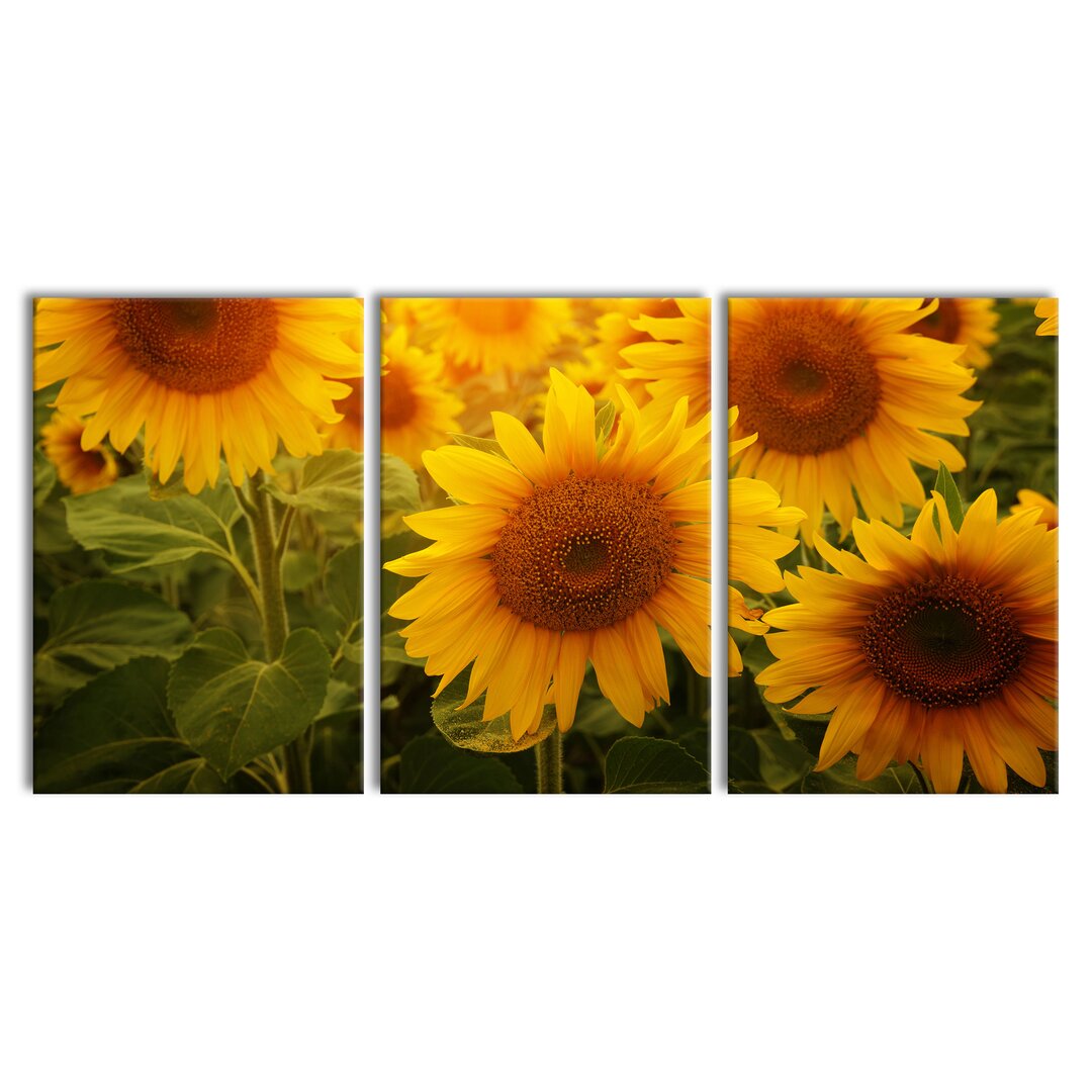 3-tlg. Leinwandbilder-Set Sonnenblumen auf dem Feld