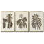 Sépia Botanical Journal VI 3 pièces-97711662-97711665