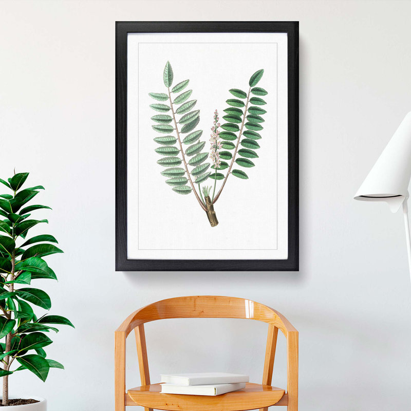 Indian Frankincense Flowers Illustration - Framed Print, 48cm H x 36cm W x 2cm D, Black Framed