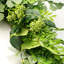 Faux Plastic 50cm Wreath