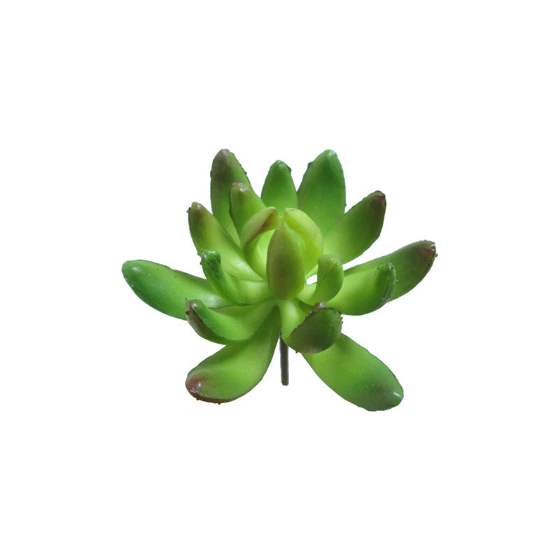 Gem Lotus Succulent Plant, Green