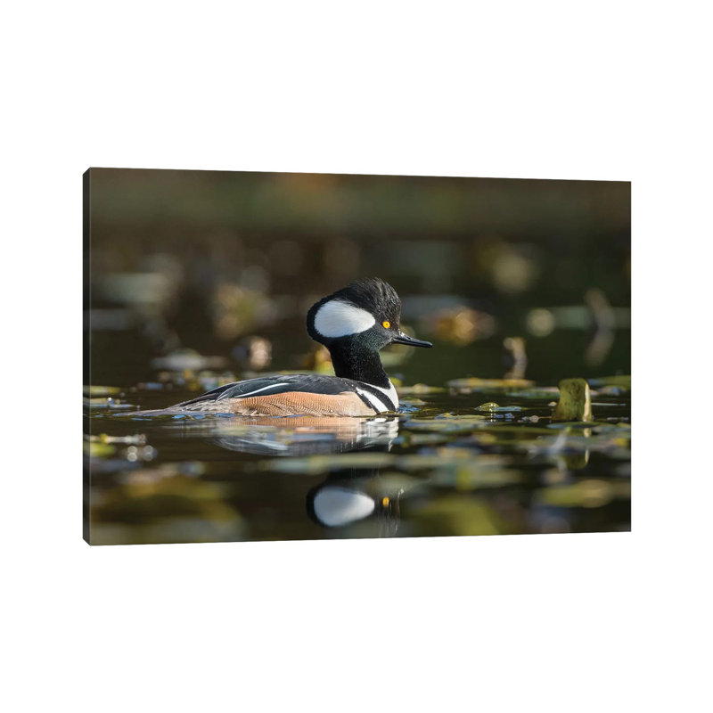 USA, WA. Male Hooded Merganser (Lophodytes Cucullatus) Among Lily Pads On Union Bay In Seattle. by Gary Luhm - Wrapped Canvas Print