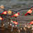 67'' String Lights