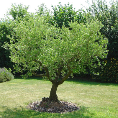 4 in. Olive Tree (3-Pack)