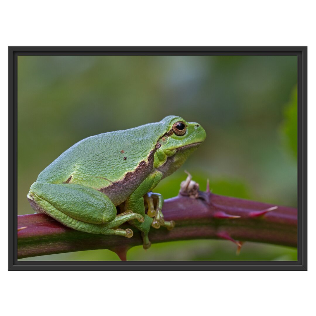 Gerahmtes Wandbild kleiner Frosch auf Dornenast