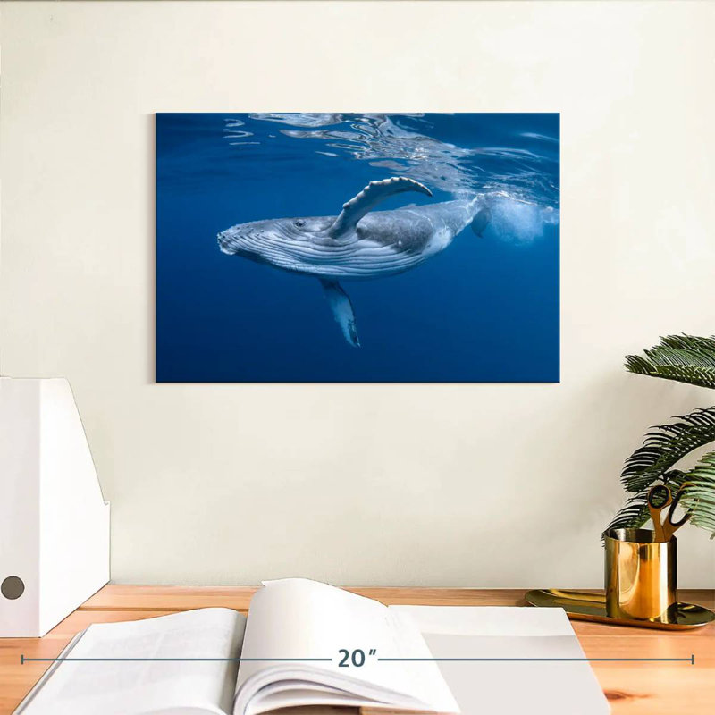 Brampt Baby Humpback Whale, 8" H x 12" W