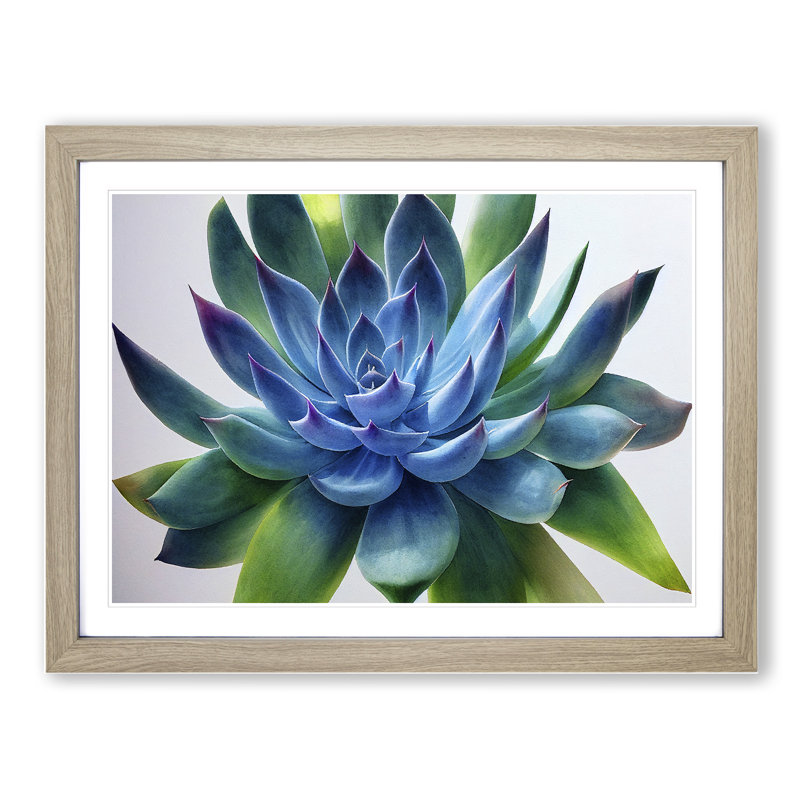Watercolour Succulent Plant Vol.7 - Single Picture Frame Print, 46cm H x 64cm W, Grey