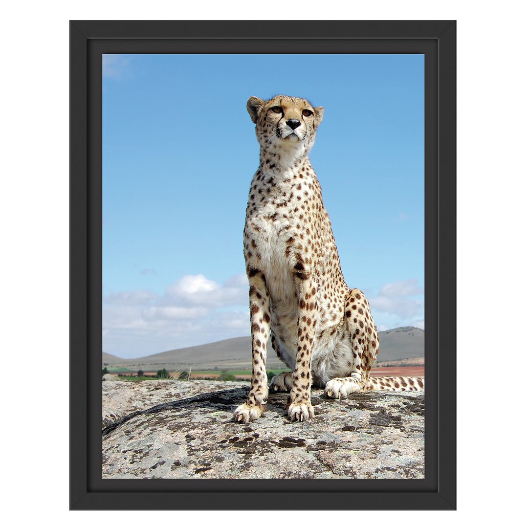 Gerahmtes Wandbild Wachsamer Gepard