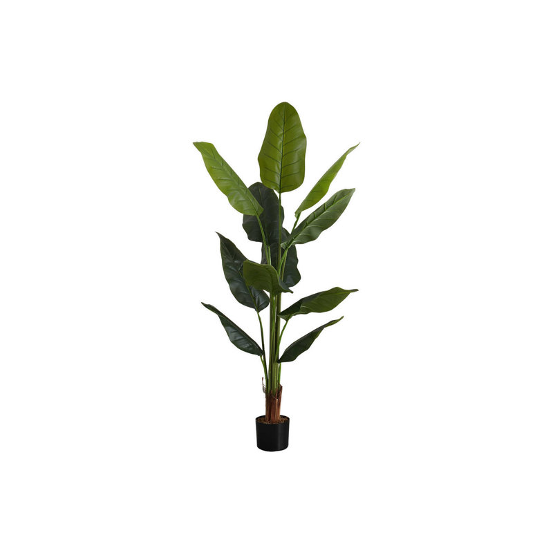 Mcdaniel Strelitzia plante