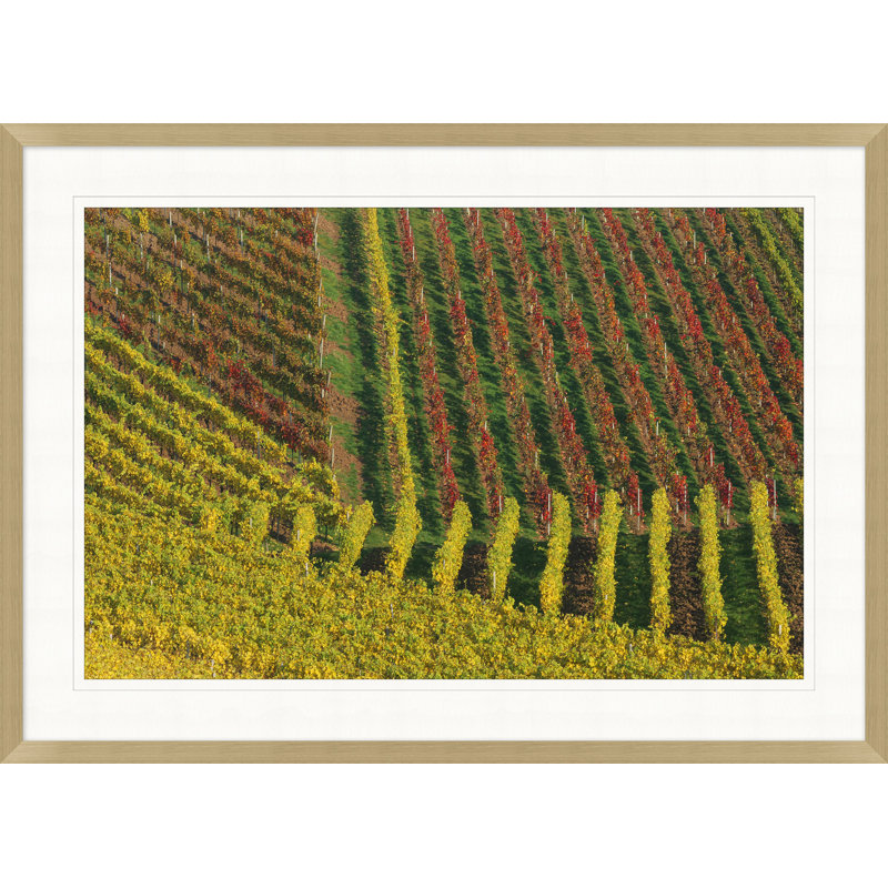 Fall Colors Of The Vineyard 1 Print by Nathan Turner