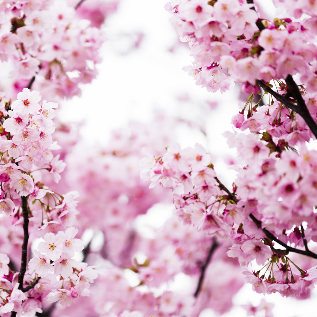 Rosa Kirschblüten von Ooyoo - Leinwandbild