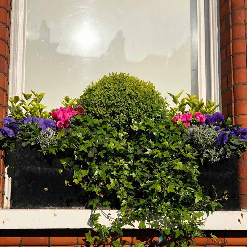 Window Box Planter, Black, 17.5cm H x 40cm W x 17cm D