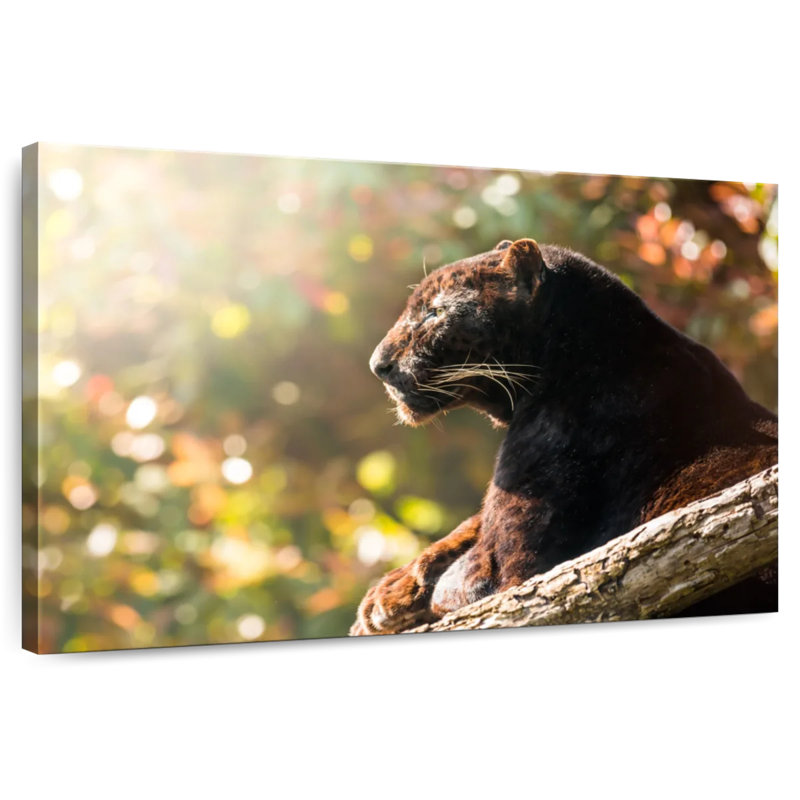 Resting Black Panther, 32" H x 48" W