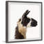 « llama profile », reproduction d’impression encadrée Aghavary-26400976