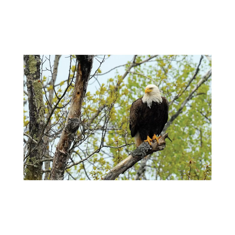 Bald Eagle by Brian Wolf - Wrapped Canvas Print, 20.32cm H x 30.48cm W x 1.91cm D