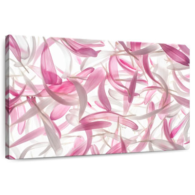 Harnek Aster Petals