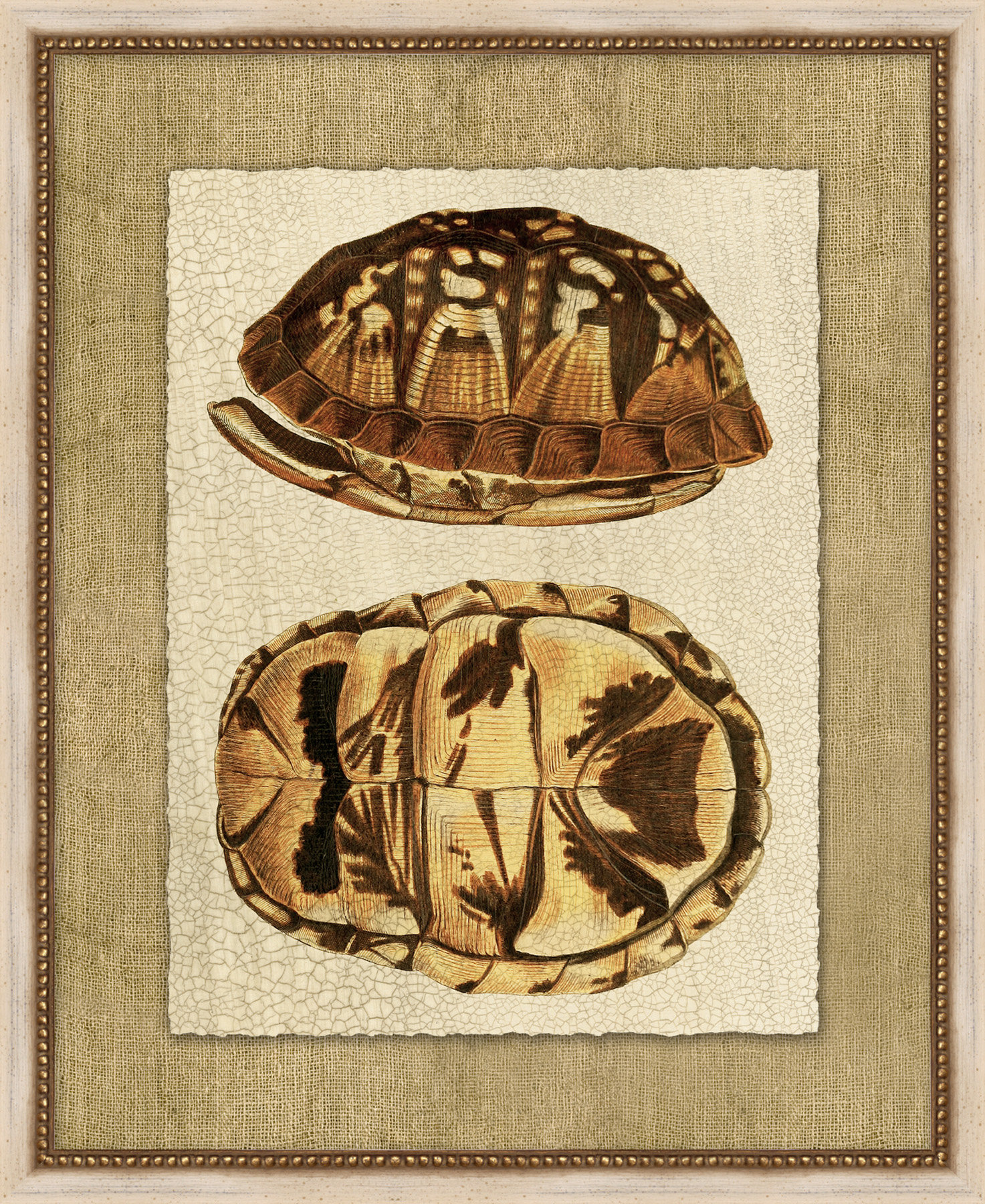Wendover Art Group Neutral Turtle 2 - Picture Frame Painting on Paper ...