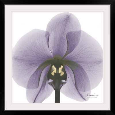 'Orchid X-Ray by Albert Koetsier Photographic Print