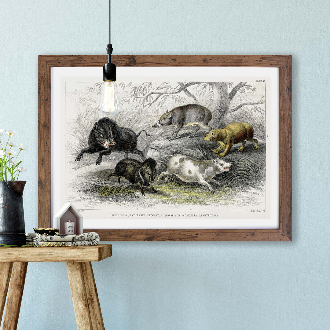 Wild Pig Illustration by Oliver Goldsmith - Framed Print