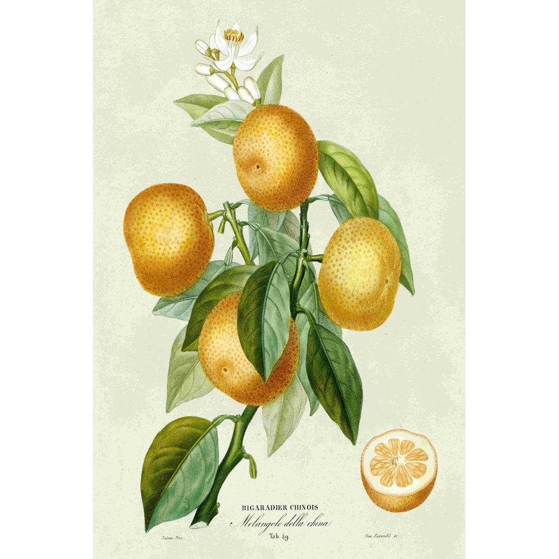 French French Botanical III, H 18 po x l 12 po