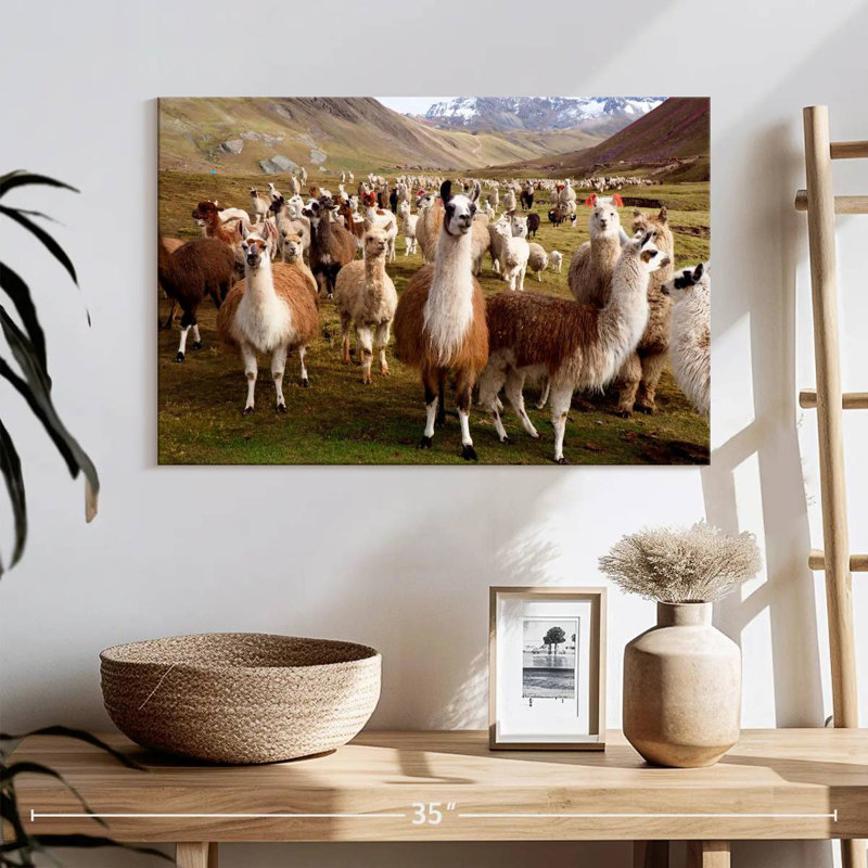 Brampt Peruvian Alpacas And Llamas, 16" H x 24" W