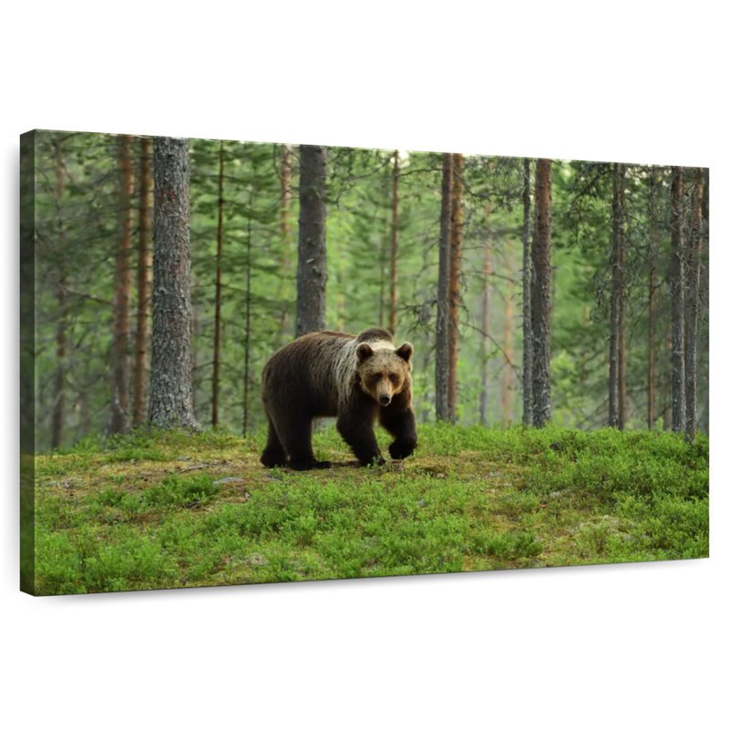 European Brown Bear, 20" H x 30" W
