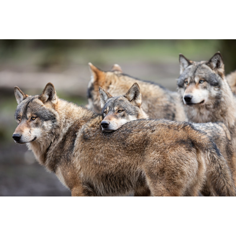 Family Of Grey Wolf - Wrapped Canvas Print, 30cm H x 46cm W