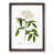 Walnut Framed