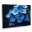 Nirvana bleu, bleu, hortensia, art mural-337178070-337178075