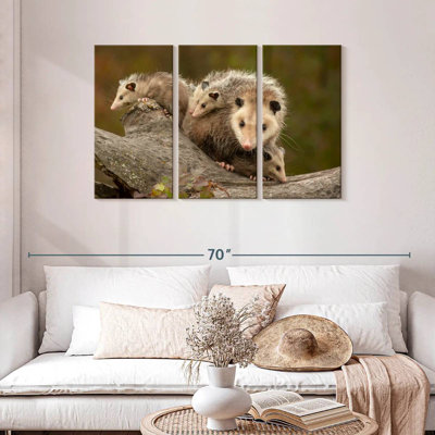 Famille Opossum