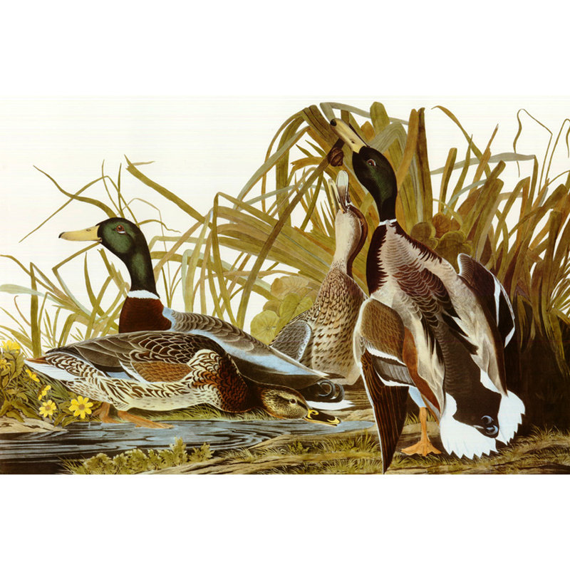Canard colvert, H 12 po x l 18 po
