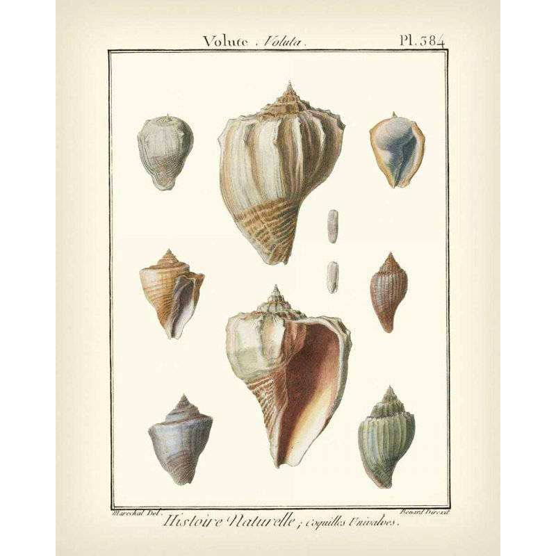 «Breakwater Bay Diderot», galerie d'art tendue par Denis, Volute Shells, Pl.384, H 44 po x l 36 po