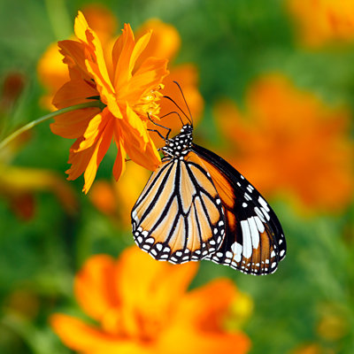 Adetomiwa " Tiger Butterfly "