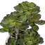 Plante grasse en pot